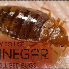 50 ways to use baking soda around your house. How To Make A Homemade Bed Bug Killer Spray With Vinegar Dengarden