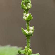 Image result for Coleus cylindraceus