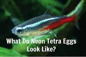 Check the tank if the males are displaying any courting behavior. What Do Neon Tetra Eggs Look Like Tetra Fish Care