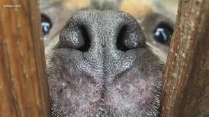 Mail Carrier Caught On Camera Pepper Spraying Dogs Behind Fence Wfaa Com