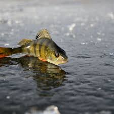 The great collection of cool fishing wallpaper for desktop, laptop and mobiles. Best Fishing Ipad Hd Wallpapers Ilikewallpaper