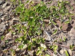 Image result for Commicarpus helenae