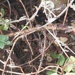 Image result for Plecostachys