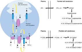 Image result for Potassium Competitive Acid Blocker