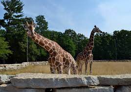 As the seasons change and the cycle of life advances. Timbavati Wildlife Park Home Facebook