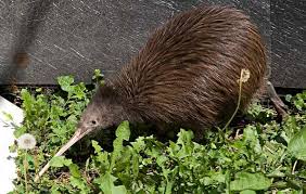 Birds That Cannot Fly Anna Paquin 25 Fun Facts Ontheredcarpet Com Photos Flightless Bird Birds That Cannot Fly Bird