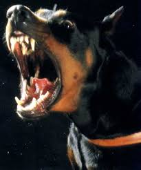 Image result for snarling guard dog