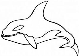 Read more information about the killer whale (orca) ». Pin On Healthy Stuff