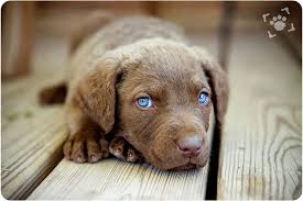 Chesapeake bay retriever puppies for sale wisconsin. 52 Chesapeake Bay Retriever Ideas Chesapeake Bay Retriever Chesapeake Retriever