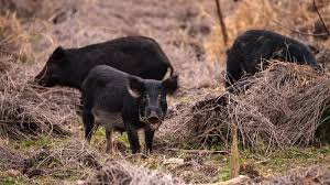 Most hog hunting guides in texas will let you choose the method of harvesting hogs you prefer. Feral Pigs Roam The South Now Even Northern States Aren T Safe The New York Times