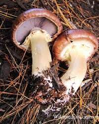Dec 19, 2020 · magic mushrooms, the least common type, have hallucinogenic properties. Growing Mushrooms