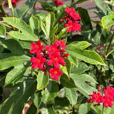 Image result for Jatropha variifolia