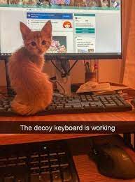 Please like share & comment if you like this video ! 30 Clean Animal Memes Of 2020 To Make You Laugh Funny Animal Memes Funny Cat Memes Funny Animals