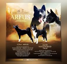 Image result for karelský medvědí pes