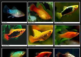 Peluang Usaha Dan Cara Budidaya Ikan Platy Yang Menguntungkan