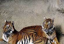 Finde und downloade kostenlose grafiken für indochinesischer tiger. Indochinesischer Tiger Wikipedia