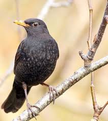Pin Von Laine Mikkelson Auf Amsel In 2020 Amsel Vogel Im Winter Vogel Kunst