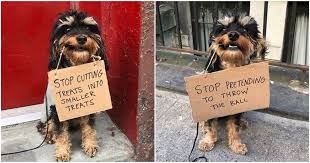 Check spelling or type a new query. An Adorable Dog Is Turning The Tables On His Owner By Holding Signs That Shame Humans Good