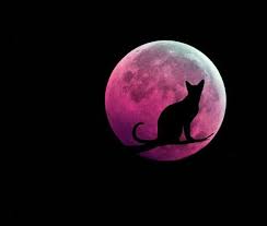 where stories live renkler pembe wattpad