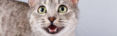 You need to weigh up the risks and rewards, making a. Guide To Cat Dental Care Rspca Pet Insurance
