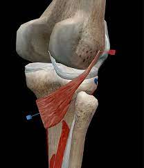 Jun 04, 2021 · introduction — as the knee has the largest articulating surface of any joint and is weightbearing, it is not surprising that it is among the most commonly injured body parts. Learn Muscle Anatomy Popliteus