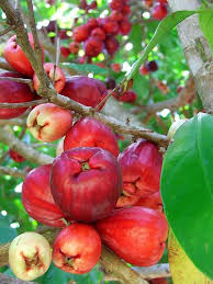Malay Apples Or Jambu Bol Eugenia Malaccensis Tanaman Buah Buah Segar