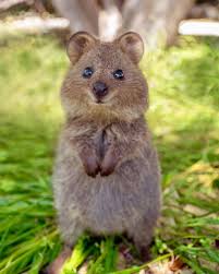 We Love All Animals On Instagram In A World Where You Can Be Anything Be Yourself Or A Quokka Animalsinfluenc Cute Animals Animals Cute Baby Animals