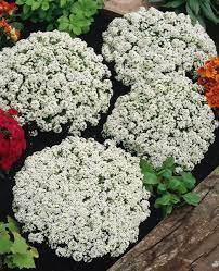 Snow Crystal Alyssum Awesome Wind And Rain Resistant Alyssum Garden Seeds Seeds