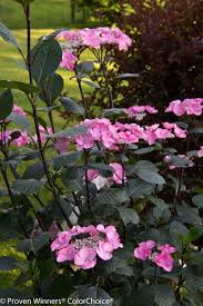 Abracadabra Star Hydrangea Macrophylla Hydrangea Macrophylla Hydrangea Garden Hydrangea
