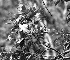 Image result for Warneckea cordiformis