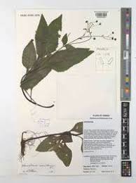 Image result for Adenostemma mauritianum