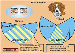 Januar 2005 um 10:32 uhr bearbeitet. Dreidimensionales Sehen Auge Online