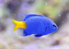 Memeriksa teperatur aquarium ikan hias. 9 Ikan Hias Air Laut Populer Mudah Dirawat Oleh Pemula