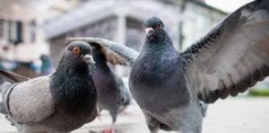 Get free shipping on qualified pigeons pest control or buy online pick up in store today in the outdoors department. Dragons Den Archives Pigeon Patrol Canada Bird Control Products Services