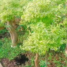 Info berita terbaru hari ini baik peristiwa, kecelakaan, kriminal, hukum, berita unik, politik, dan liputan khusus di indonesia dan internasional. Bonsai Anting Putri Konstruksi Dan Taman 798271269