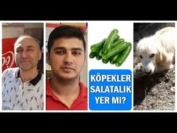 Kopekler Salatalik Yer Mi Youtube