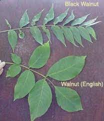 Walnut English Leaf Maple Tree Tattoos Simple Tree Tattoo Family Tree Tattoo
