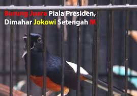 Maybe you would like to learn more about one of these? Inilah Burung Juara Piala Presiden Dimahar Jokowi Setengah M