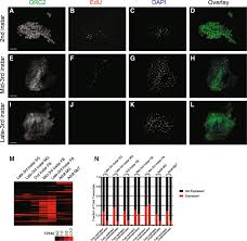 Quickly memorize the terms, phrases and much more. Dynamic Changes In Orc Localization And Replication Fork Progression During Tissue Differentiation Bmc Genomics Full Text