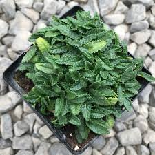 Image result for Stachys aculeolata