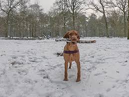 10 X Prachtige Winterwandelingen Hondsdol