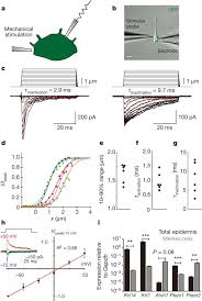 A rare disease in which cancer cells form in the skin. Epidermal Merkel Cells Are Mechanosensory Cells That Tune Mammalian Touch Receptors Nature