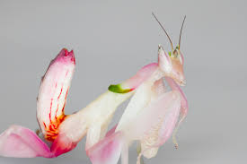 It belongs to the family empusidae, possibly the largest that mimics flowers. Black Mantis Beamazed