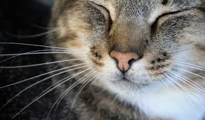 Image result for a cat s sense of balance is in its whiskers whisker fatigue in cats what it is and how to help. 10 Interesting Cat Whisker Facts