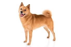 If you want to know more. Finnish Spitz Dog Breed Information