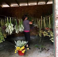Well dried ,everlasting , different length stems. Flower Farmers Of Ireland On Twitter Hi Everyone It S Seonaid Pron Shona Renton From Mad About Flowers In Co Carlow Here I Am Pictured Hanging Up Bunches For Drying We Air Dry Them Naturally