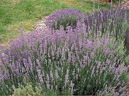 Comment Reussir La Culture De La Lavande Taille Entretien Engrais Lavande Officinale Lavande Lavande Jardin