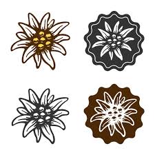 Á Edelweiss Drawing Stock Illustrations Royalty Free Edelweiss Graphic Vectors Download On Depositphotos 10+ vectors, stock photos & psd files. á edelweiss drawing stock illustrations