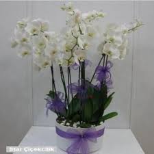 Istanbul Cicekci Istanbul Cicek Siparisi Cicek Gonder Cicekciler Cicekciler Orkideler Cicek