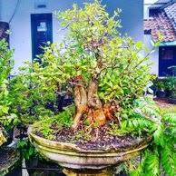 Jual Bonsai Pacar Laut Atau Kapasan Di Lapak Dwi Wahyu Bonsai Shop Bukalapak